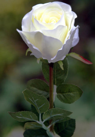 Rose Bud Large Ivory