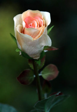 Rose Bud Med Apricot