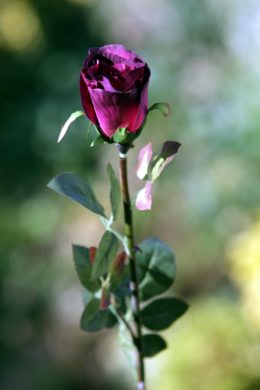 Rose Bud Med Dark Red