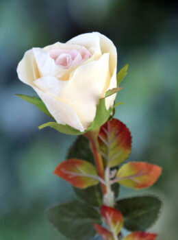 Rose Bud Med Pale Apricot
