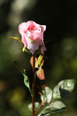 Rose Bud Med Pale Pink