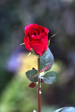 Rose Bud Med Red
