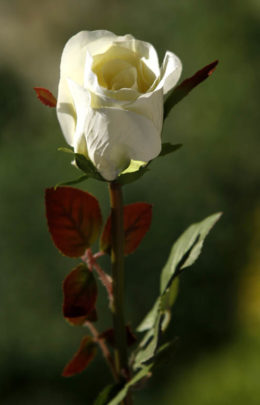 Rose Bud Med Ivory