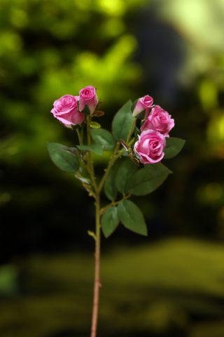 Rose buds x 5 heads Bright Pink