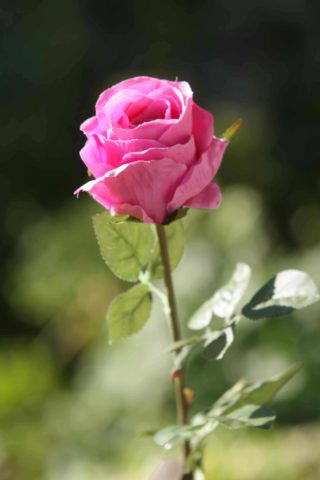 Rose Bud Med Bright Pink