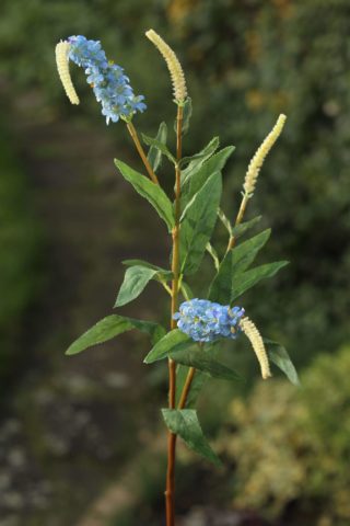 Salvia - Blue