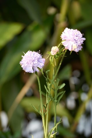 Scabious - Lilac Out of Stock