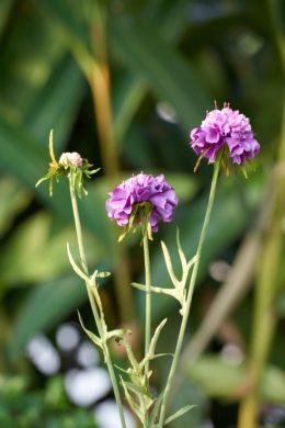 Scabious - Mauve