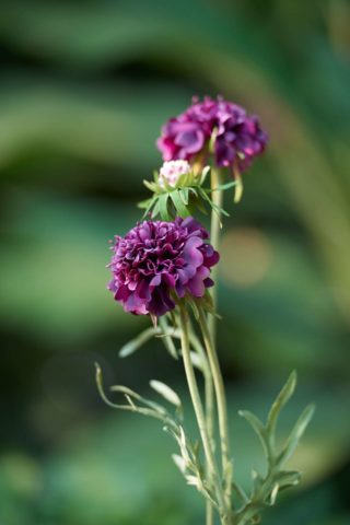 Scabious - Purple So sorry out of stock