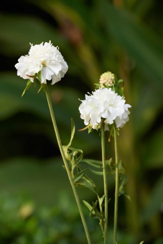 Scabious -  White