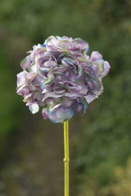 Hydrangea- Short Stem Shaded Mauves