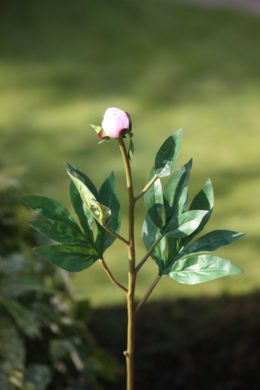 Peony - Small Bud  Blush Pink