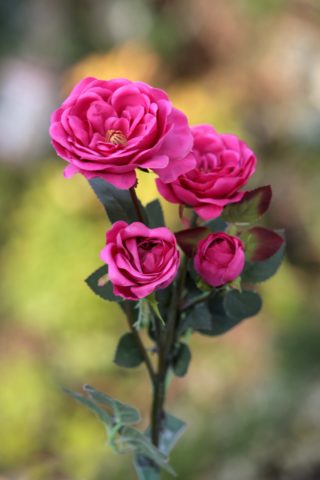 Spray Med Old English Roses x 4 Heads Dark Pink