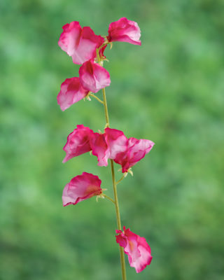 Sweet Pea - Dark Pink