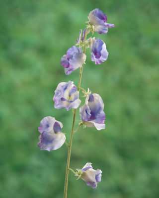 Sweet Pea - Lilac - Faux