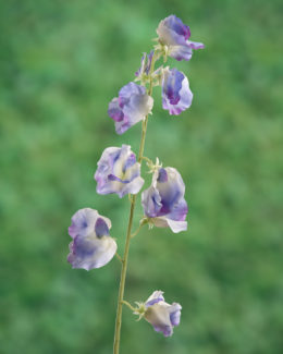 Sweet Pea - Lilac