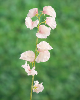 Sweet Pea - Pale Pink