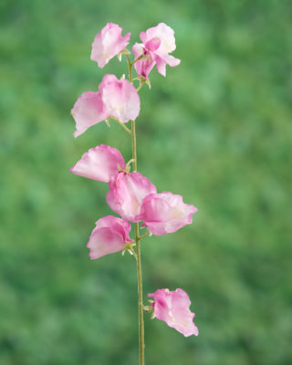 Sweet Pea - Pink