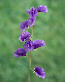 Sweet Pea - Purple