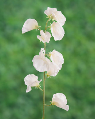 Sweet Pea - White