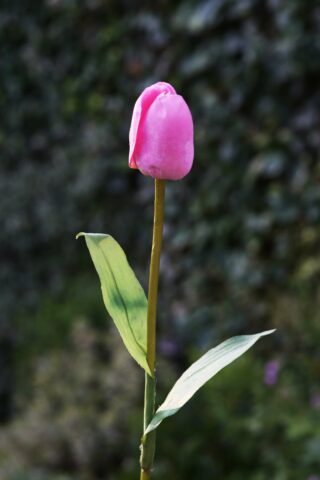 Tulip Dark Pink