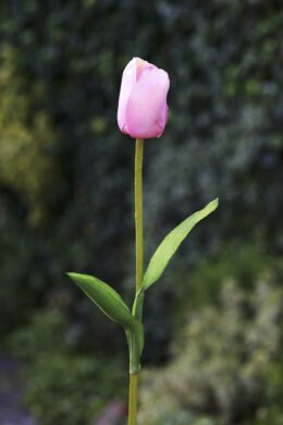 Tulip  Pale Pink