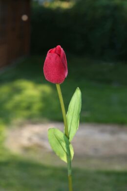 Tulip - Red