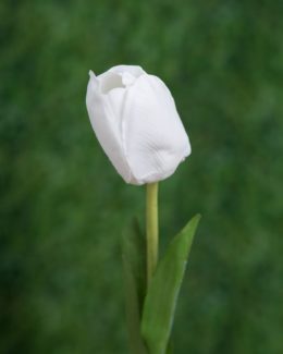 Tulip-White
