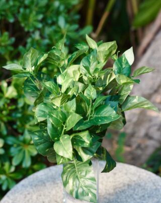 Variegated bunch of leaves