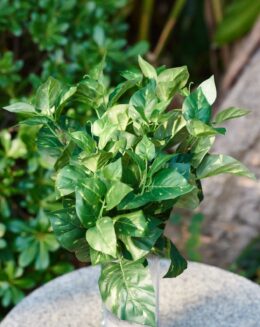 Variegated bunch of leaves