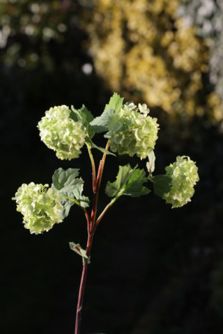 Viburnum - Pale Green Spray Out of stock
