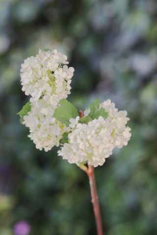 Viburnum -  WhitIsh  Green -