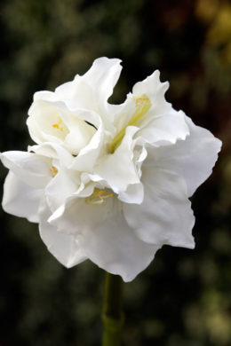 Amaryllis - Large White