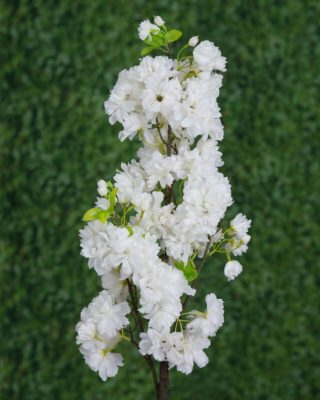 Blossom Stem White