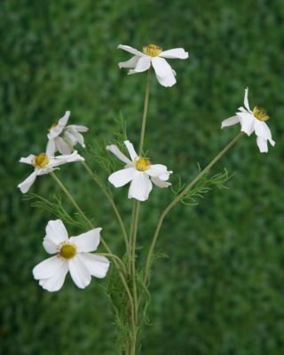 Cosmos Daisy - White SO Sorry sold out