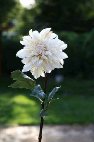 Dahlia Cream