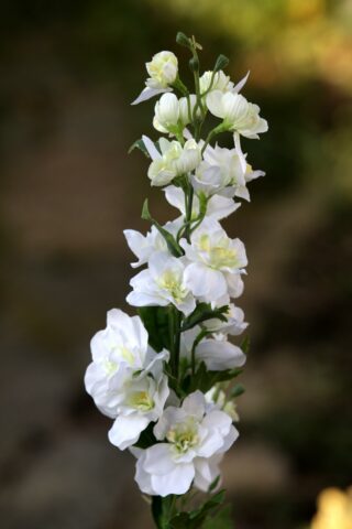 Delphinium - White