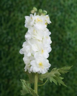 Delphinium - Double White