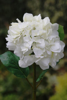 Hydrangea - White