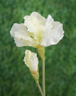 Iris - White