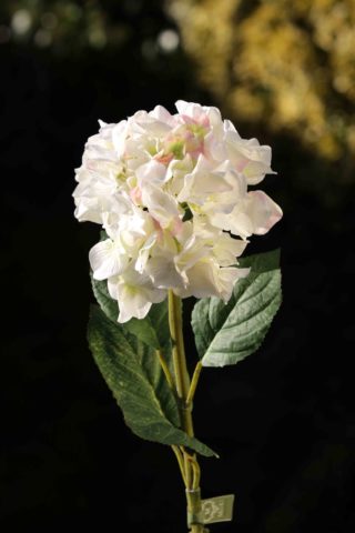 Hydrangea  -White with Pink