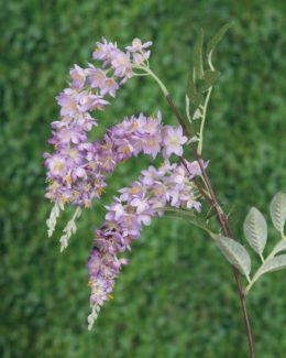 Wisteria - Mauve