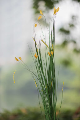  Meadow Grasses  Tipped Yellow